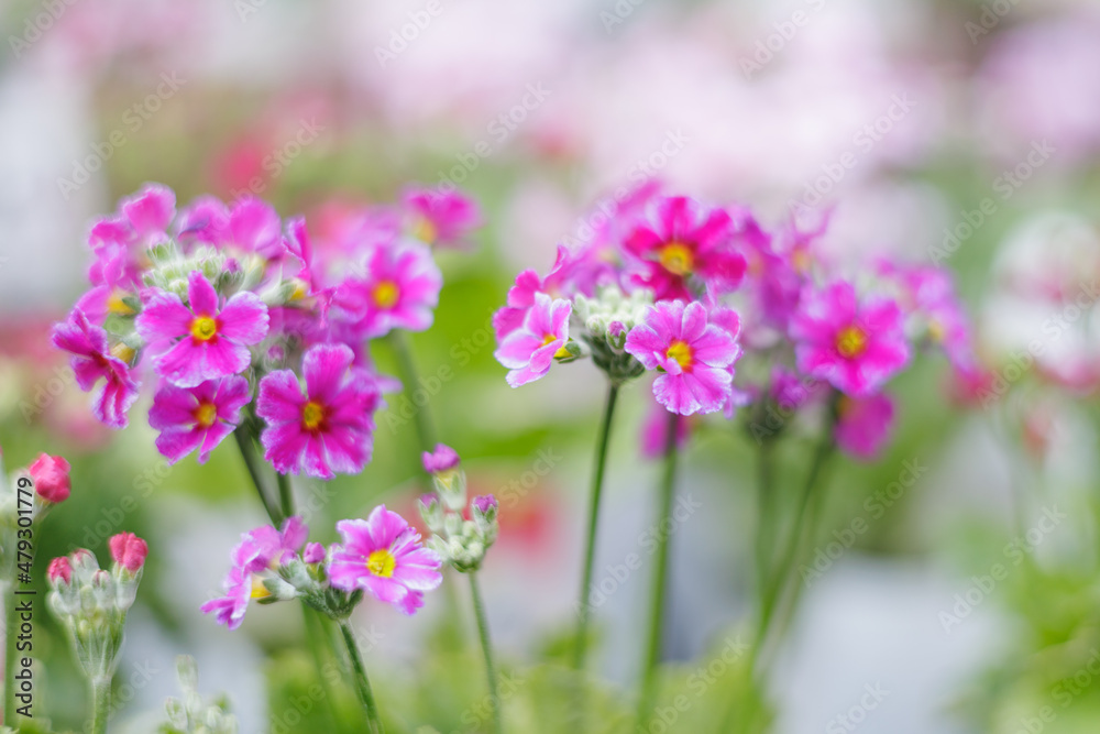 小さい花びらが優しげなプリムラ・マラコイデス。ピンク・赤・ホワイト・白とさまざまな色が楽しめる。