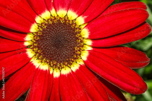 Closeup of a deep red Marguerite Daisy   frontal view 