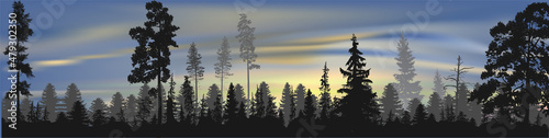 high grey pines and fir trees forest at sunrise