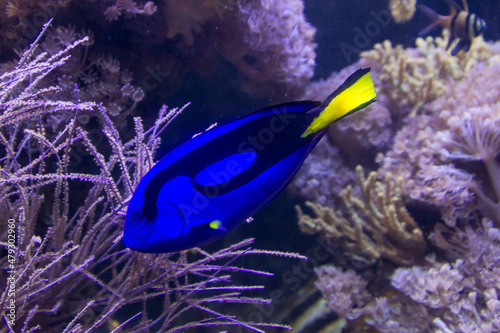 Blue tropical fish