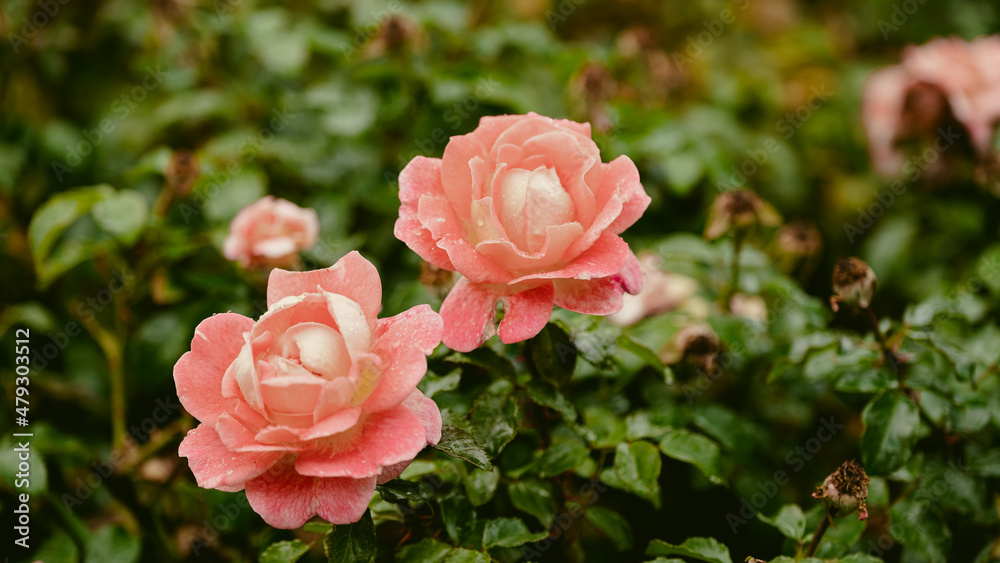 Beautiful fresh roses. Natural background. Roses on a garden bush. Сlose-up of red roses Beautiful fresh roses. Natural background. Roses on a garden bush. Сlose-up of red roses