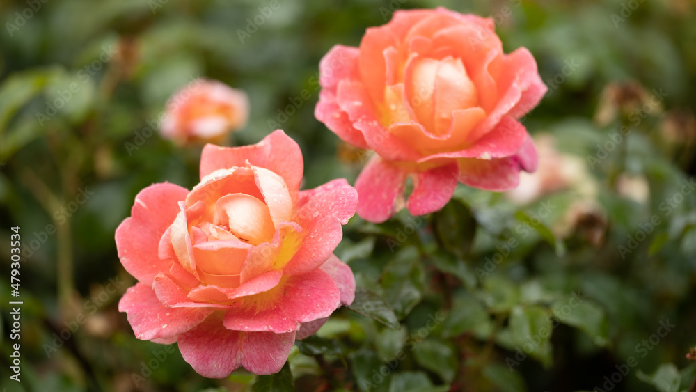 Beautiful fresh roses. Natural background. Roses on a garden bush. Сlose-up of red roses Beautiful fresh roses. Natural background. Roses on a garden bush. Сlose-up of red roses