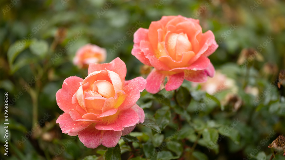 Beautiful fresh roses. Natural background. Roses on a garden bush. Сlose-up of red roses Beautiful fresh roses. Natural background. Roses on a garden bush. Сlose-up of red roses