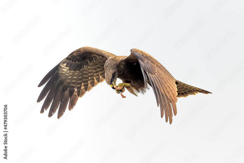 Fototapeta premium Mid Air Meal...MaM :)