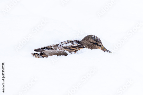 Stuck in the snow a duck during a bright winter