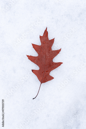 Red oak leaf falling on the snow