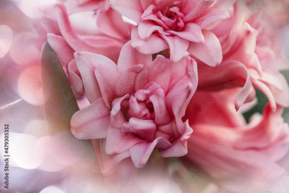 Hyacinth Hyacinth