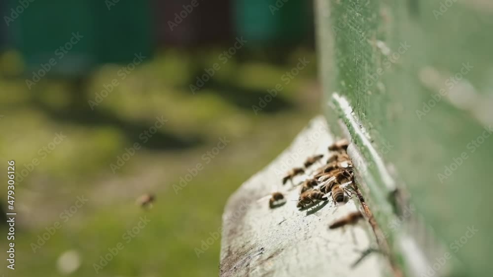 Bee hive. Close-up of the set of bees. Bees fly into the hive and come out of it bringing pollen of flowers. The theme of beekeeping and healthy food. Slow motion footage. Bee hive. Close-up of the set of bees. Bees fly into the hive and come out of it bringing pollen of flowers. The theme of beekeeping and healthy food. Slow motion footage.