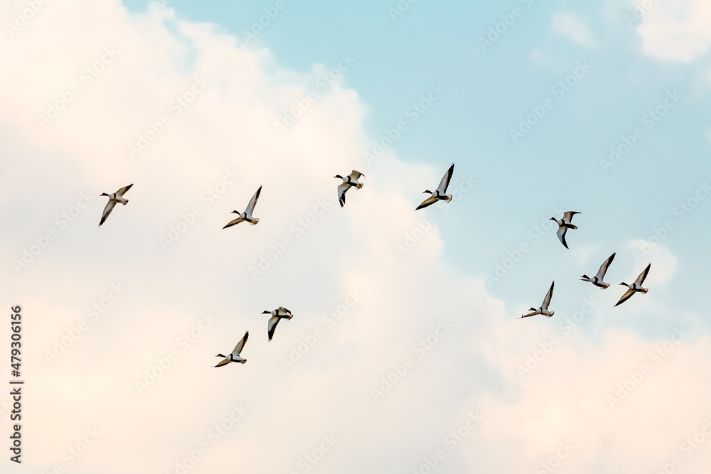 Migrating ducks