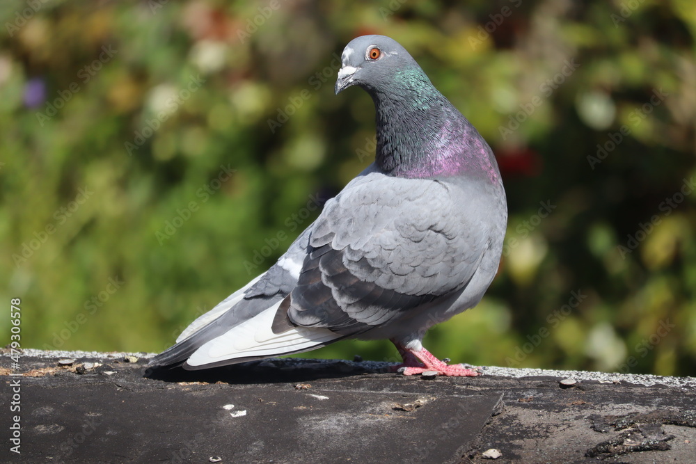 Fototapeta premium pigeon in the park