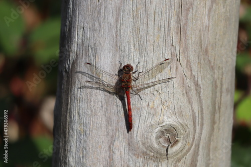 dragonfly on wood