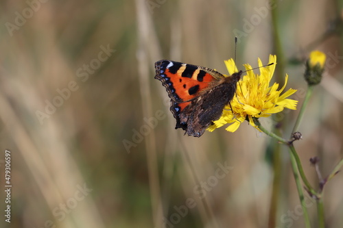 butterfly on a flower