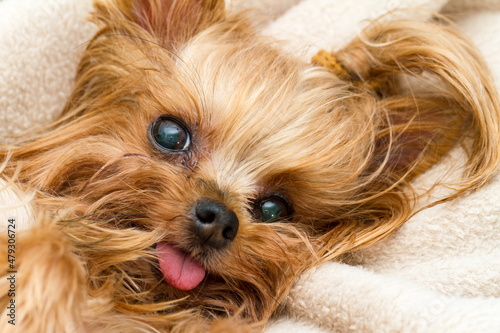 Cute Yorkshire terrier dog