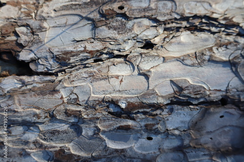 close up of spider on a rock