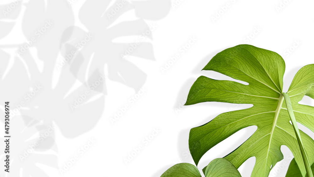 tropical green fresh leaves real monstera horizontal white background with copy space , Monstera Plant Isolated on White Background