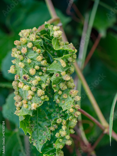 Leaves of Common Grape Vine leaf. Wine leaf with leaf galls parasite photo