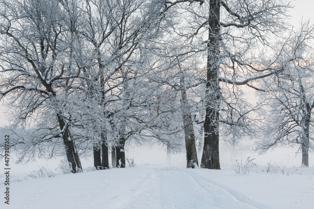 winter landscape, frozen trees, snowy view, beautiful winter winter landscape, frozen trees, snowy view, beautiful winter