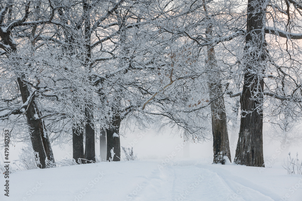 winter landscape, frozen trees, snowy view, beautiful winter winter landscape, frozen trees, snowy view, beautiful winter