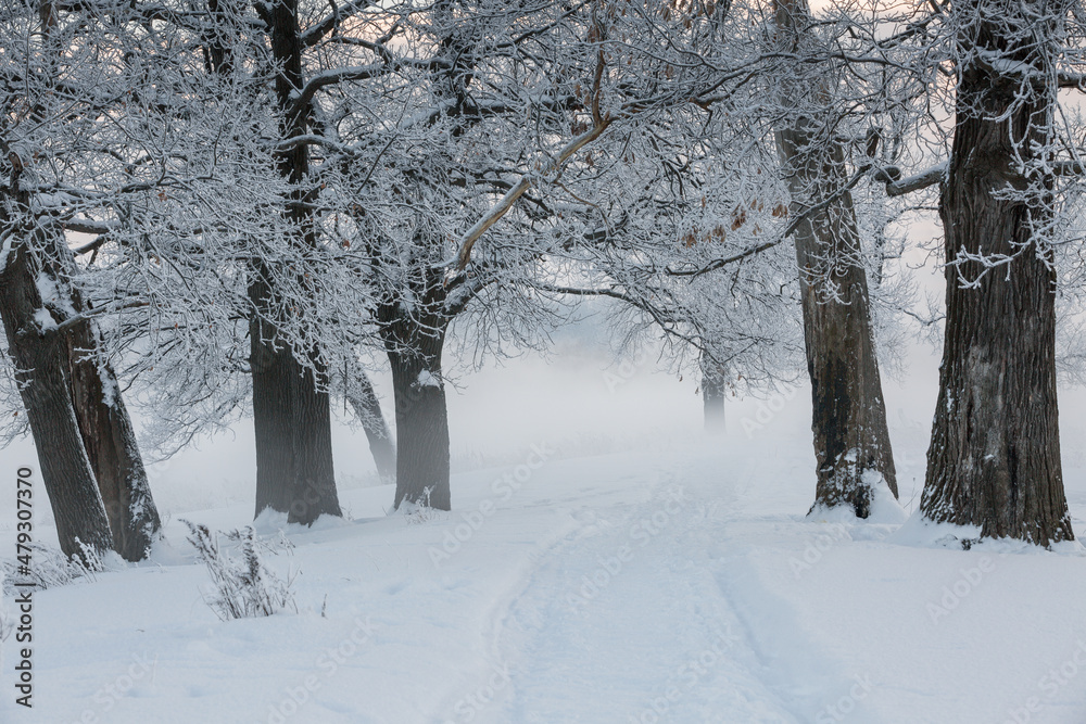 Fototapeta premium winter landscape, frozen trees, snowy view, beautiful winter
