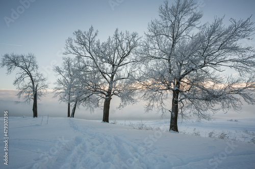 winter landscape, frozen trees, snowy view, beautiful winter © Михаил Корнилов