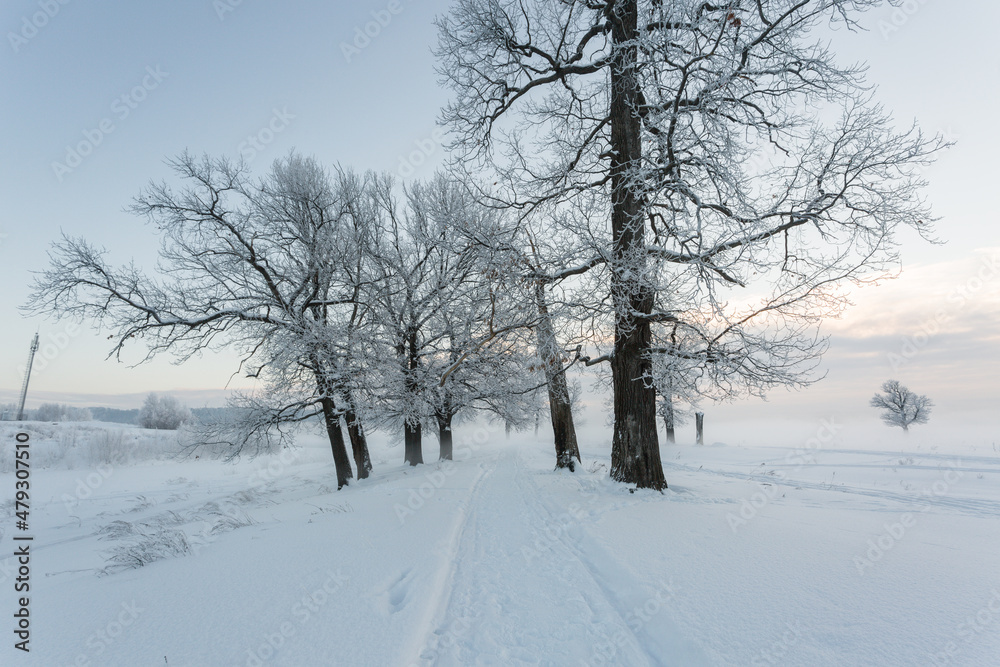 winter landscape, frozen trees, snowy view, beautiful winter