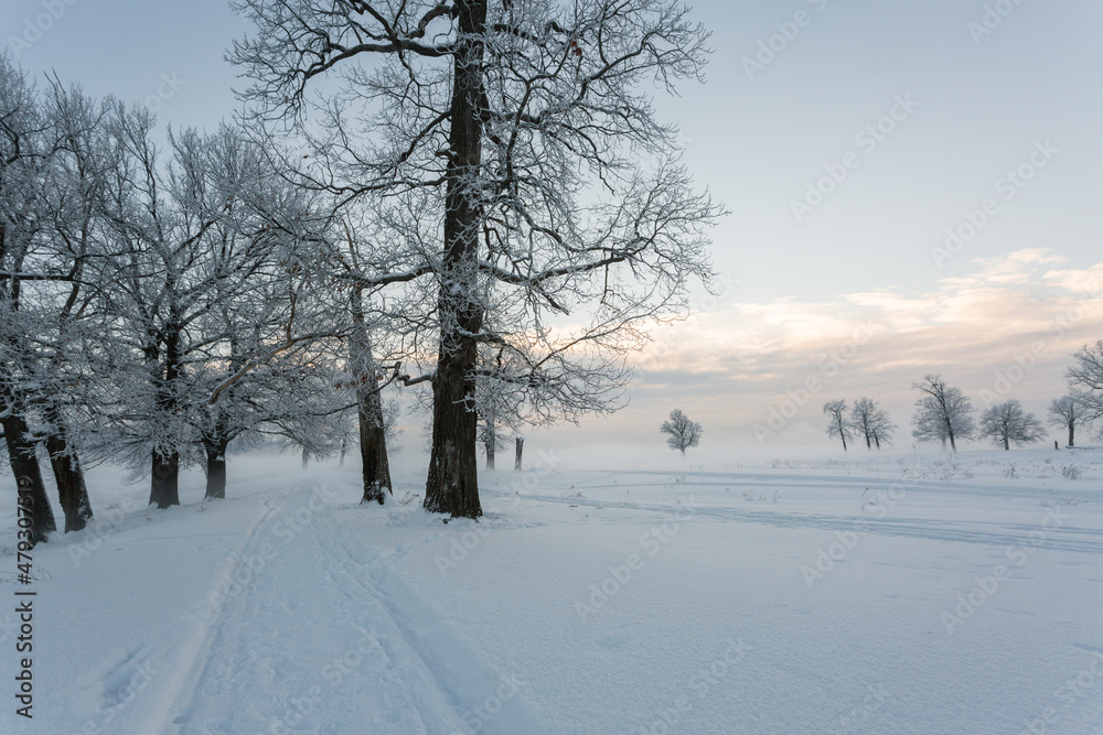 Fototapeta premium winter landscape, frozen trees, snowy view, beautiful winter