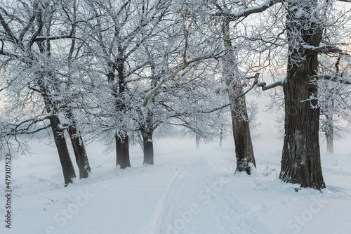 winter landscape, frozen trees, snowy view, beautiful winter © Михаил Корнилов