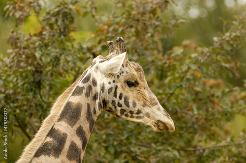 Teleaufnahme des Kopfes einer Giraffe
