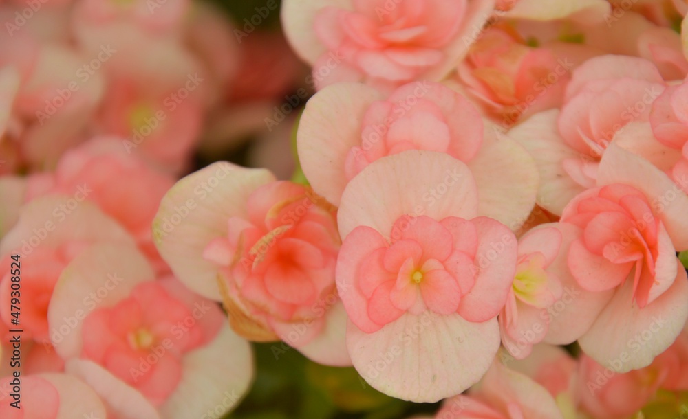 Obraz premium Pale pink petals bloom in the winter wind. Valentine's day design concept and wallpaper background.