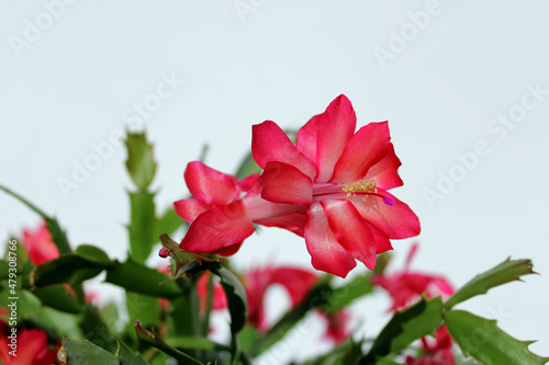 schlumbergera flower