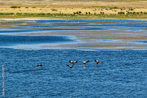 Flock of Egyptian Geese landing on lake © geoffsp