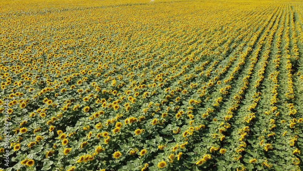 Sunflower field, top view. Sunflower plants bloom in a farmer's field. Sunflower field, top view. Sunflower plants bloom in a farmer's field.