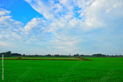 Landscape, blue sky, green fields, early morning concept. Use to design backgrounds and wallpapers.