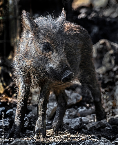 Wild boar piglet digging in the ground. Latin name - Sus scrofa 