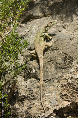 Lagarto ocelado (Lacerta lepida), Castellón, España photo