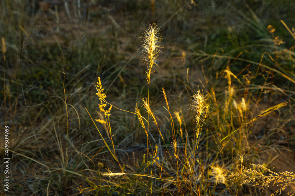 Fototapeta premium Yellow grass seeds in afternoon sun