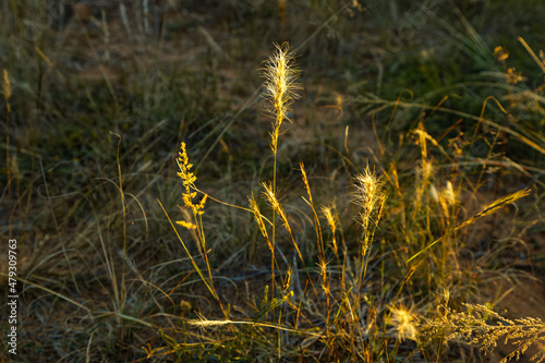 Yellow grass seeds in afternoon sun photo