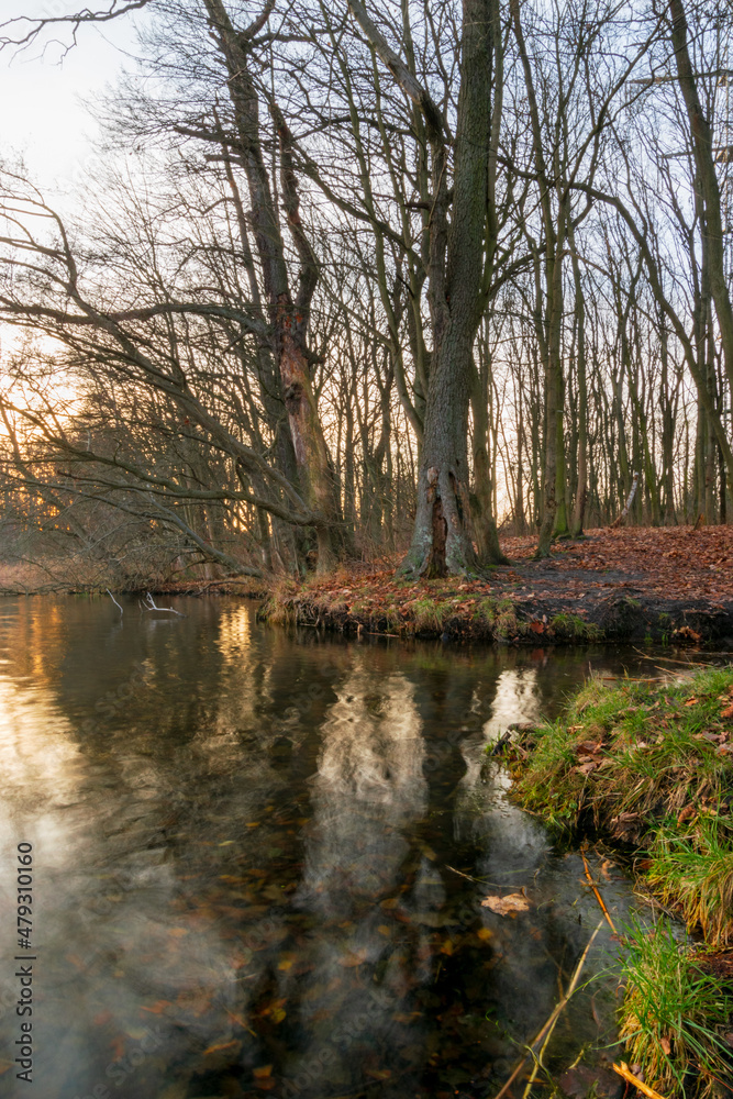 Reflections of the forest in the water during sunset (Brandenburg, Germany)