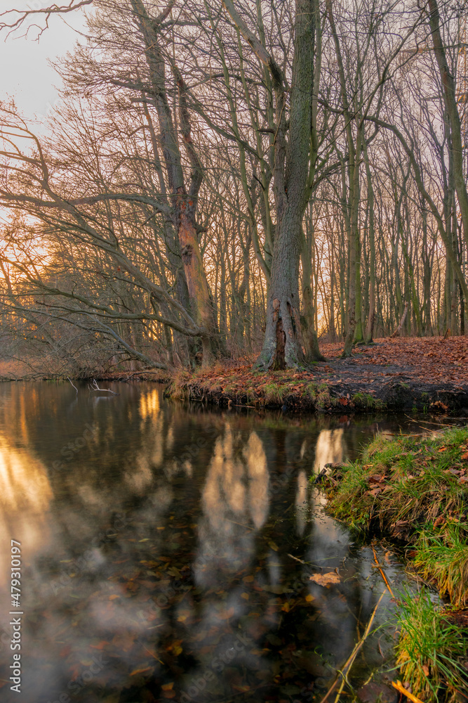 Reflections of the forest in the water during sunset (Brandenburg, Germany)