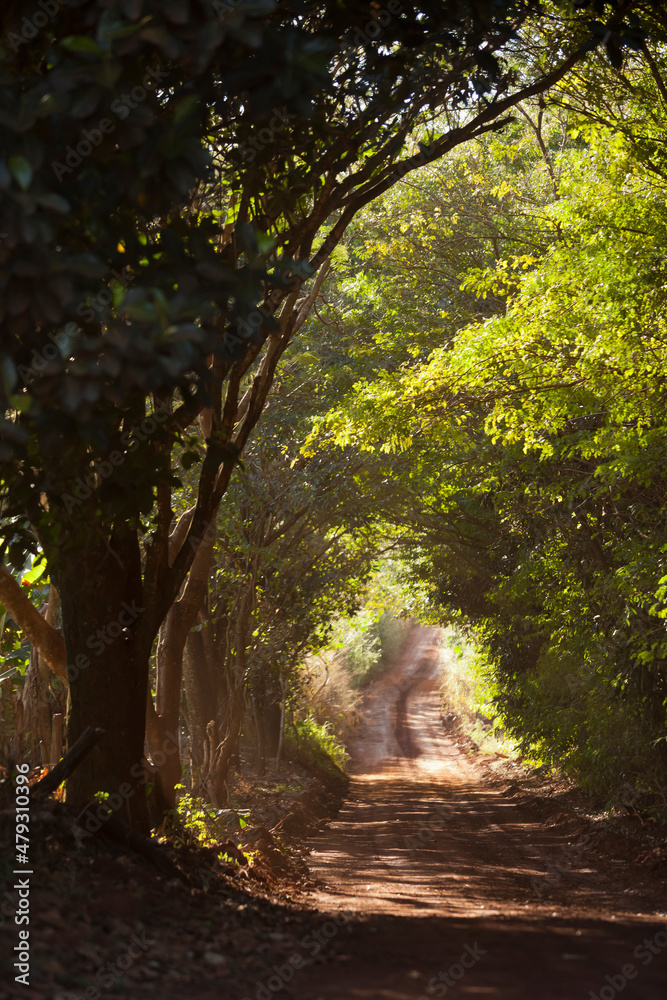 Fototapeta premium Beauty of trees and lush green inside a park. Nature and wellbeing concept.