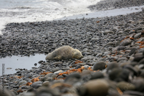 Young elephant seal stranded on Reunion island beach in January 2022