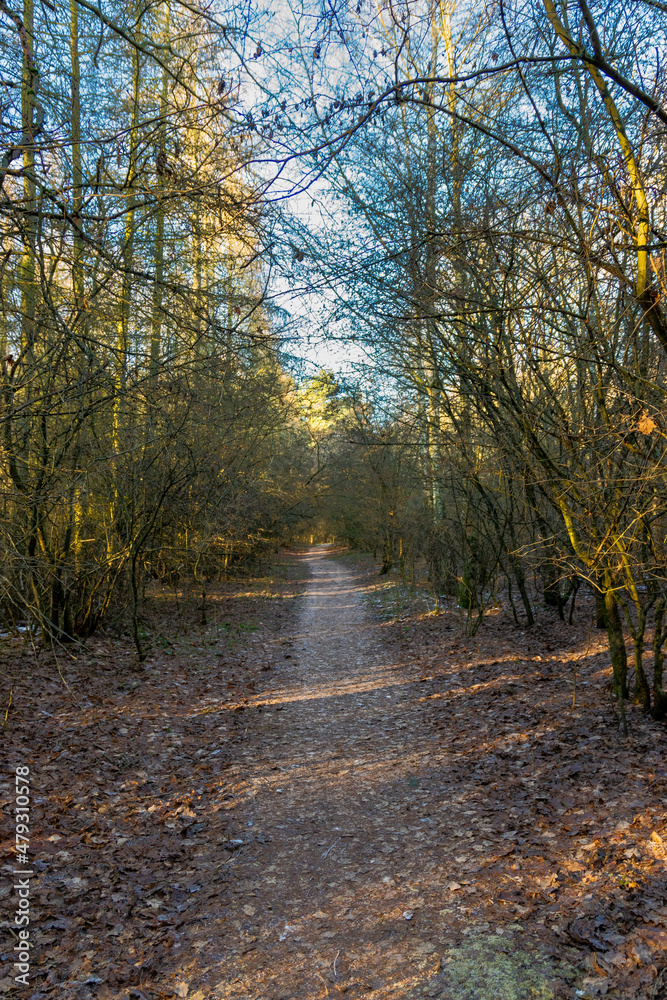 Naklejka premium path in the forest (Brandenburg, Germany)