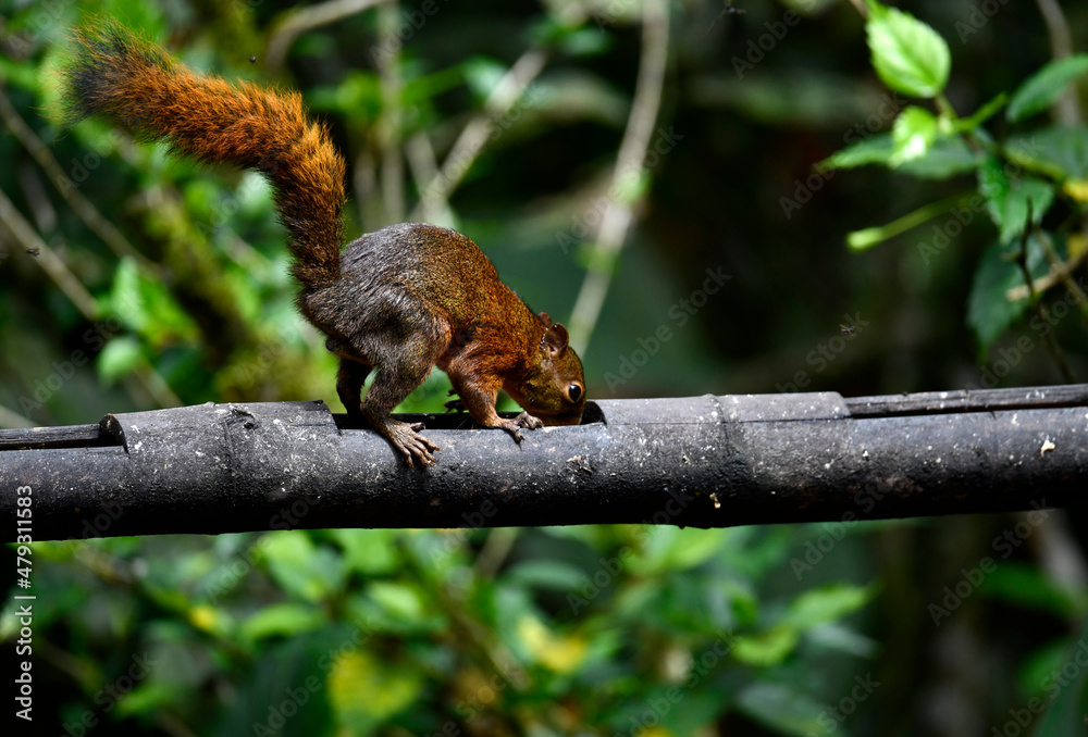 redhead tropical squirrel came to eat fresh fruit 