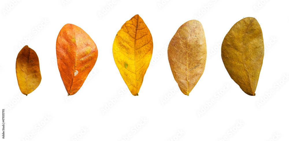 Isolated Albizia lebbeck leaves with clipping path on white background
