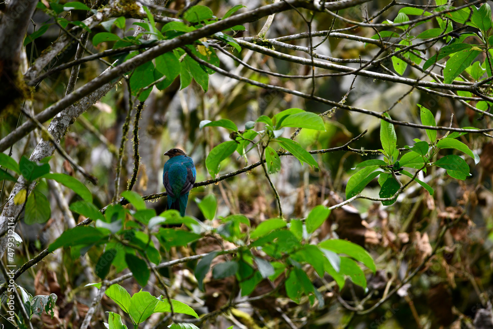 small Galapagos bird on a branch in natural conditions small Galapagos bird on a branch in natural conditions