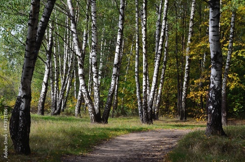Fototapeta Naklejka Na Ścianę i Meble -  Forest path in a birch grove. Summer sunny day.