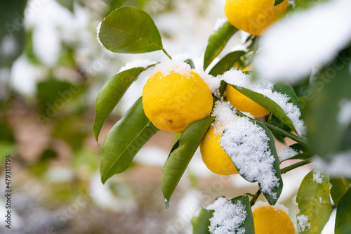 冬のイメージ 雪景色と柚子の木