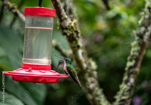 of extraordinary colors and colors of caliber near the nectar feeders in the wild forest of Ecuador © константин константи