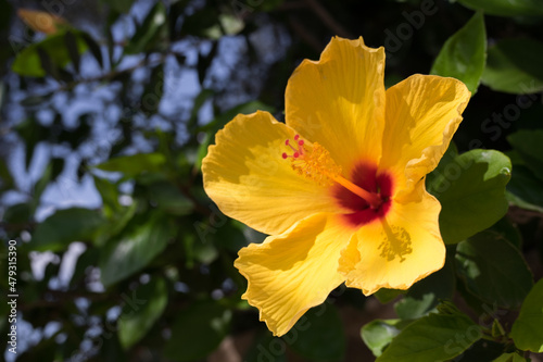 Closeup of a bright yellow petal flower hibiscus syriacus