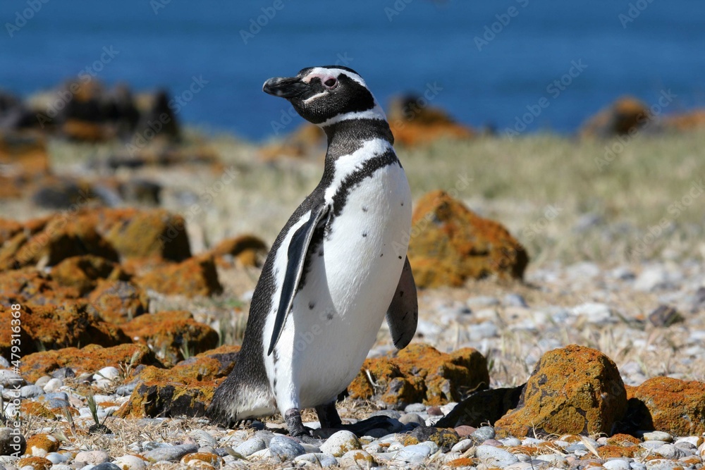 Naklejka premium Manchot de Magellan / Spheniscus magellanicus - 2008 11 14 211331 Argentine - Puerto Deseado - 1470